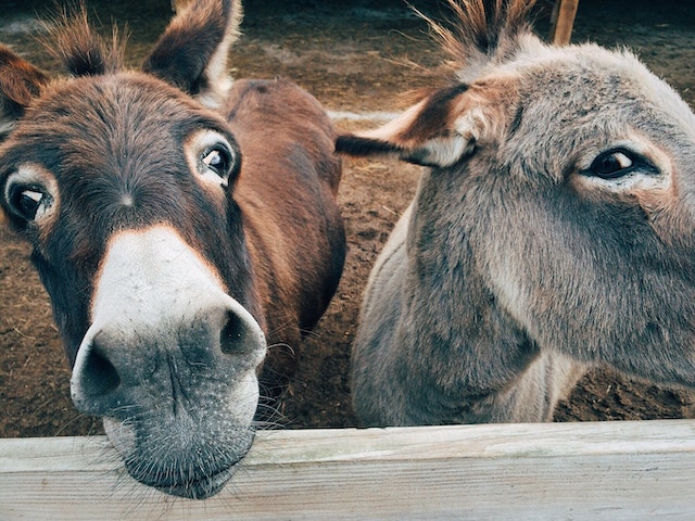 Benefits of Donkey Milk