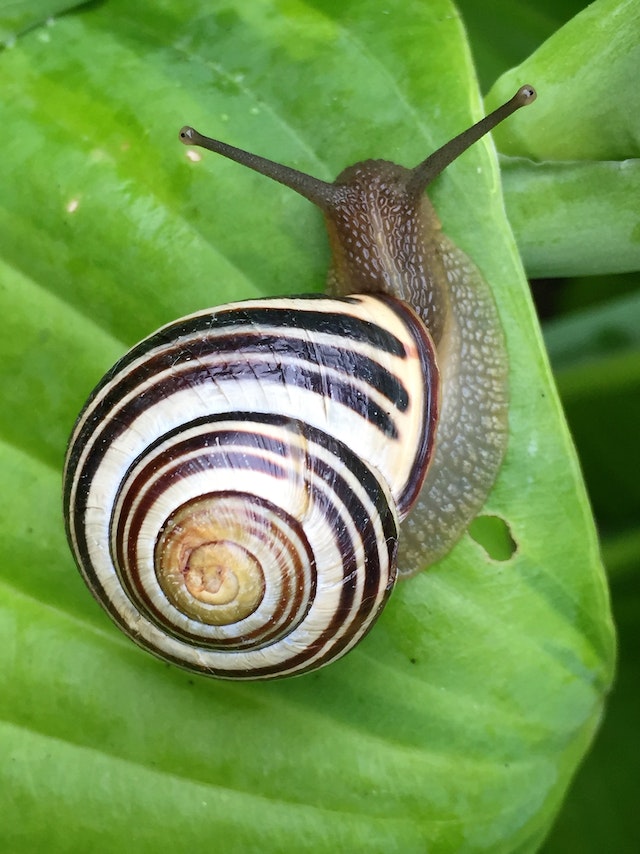 Why Snail Mucin Is The Miracle Ingredient You Never Knew You Needed